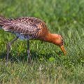 Uferschnepfe (Limosa limosa)