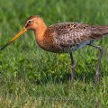 Uferschnepfe (Limosa limosa)