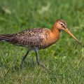 Uferschnepfe (Limosa limosa)