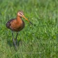 Uferschnepfe (Limosa limosa)