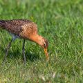 Uferschnepfe (Limosa limosa)