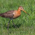 Uferschnepfe (Limosa limosa)
