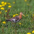 Uferschnepfe (Limosa limosa)