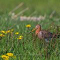 Uferschnepfe (Limosa limosa) Männchen
