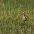 Uferschnepfe (Limosa limosa)