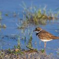 Flußregenpfeifer (Charadrius dubius)