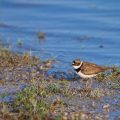 Flußregenpfeifer (Charadrius dubius)