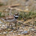 Flußregenpfeifer (Charadrius dubius)