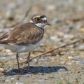 Flußregenpfeifer (Charadrius dubius)