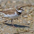 Flußregenpfeifer (Charadrius dubius)