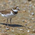 Flußregenpfeifer (Charadrius dubius)