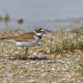 Flußregenpfeifer (Charadrius dubius)