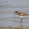 Flußregenpfeifer (Charadrius dubius)