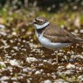 Flußregenpfeifer (Charadrius dubius)