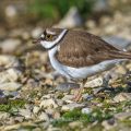 Flußregenpfeifer (Charadrius dubius)