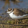 Flußregenpfeifer (Charadrius dubius)