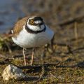 Flußregenpfeifer (Charadrius dubius)
