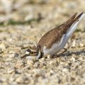 Flußregenpfeifer (Charadrius dubius) beim anlegen der Nestmulde