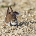Flußregenpfeifer (Charadrius dubius) beim anlegen der Nestmulde