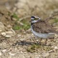 Flußregenpfeifer (Charadrius dubius)