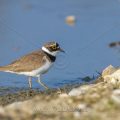 Flußregenpfeifer (Charadrius dubius)