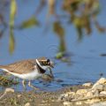 Flußregenpfeifer (Charadrius dubius)