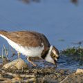 Flußregenpfeifer (Charadrius dubius)