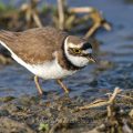 Flußregenpfeifer (Charadrius dubius)