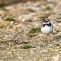 Flußregenpfeifer (Charadrius dubius)