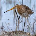 Uferschnepfe (Limosa limosa) Weibchen