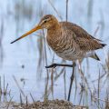 Uferschnepfe (Limosa limosa) Weibchen