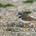 Flußregenpfeifer (Charadrius dubius)