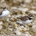 Flußregenpfeifer (Charadrius dubius) Imponiergehabe kurz vor der Paarung
