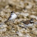 Flußregenpfeifer (Charadrius dubius) Imponiergehabe kurz vor der Paarung