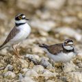 Flußregenpfeifer (Charadrius dubius) Imponiergehabe kurz vor der Paarung