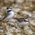 Flußregenpfeifer (Charadrius dubius) Imponiergehabe kurz vor der Paarung