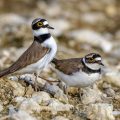 Flußregenpfeifer (Charadrius dubius) Imponiergehabe kurz vor der Paarung