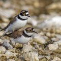 Flußregenpfeifer (Charadrius dubius) bei der Paarung