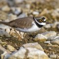 Flußregenpfeifer (Charadrius dubius)