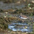 Flußregenpfeifer (Charadrius dubius)