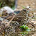 Singdrossel (Turdus philomelos)