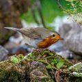 Rotkehlchen (Erithacus rubecula)