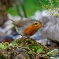 Rotkehlchen (Erithacus rubecula)