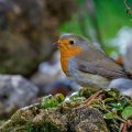 Rotkehlchen (Erithacus rubecula)