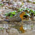 Rotkehlchen (Erithacus rubecula)
