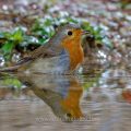 Rotkehlchen (Erithacus rubecula)