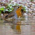 Rotkehlchen (Erithacus rubecula)
