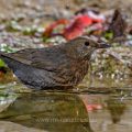 Amsel (Turdus merula) Weibchen