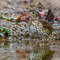 Singdrossel (Turdus philomelos)