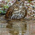 Singdrossel (Turdus philomelos)